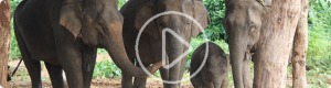 elephants_banner